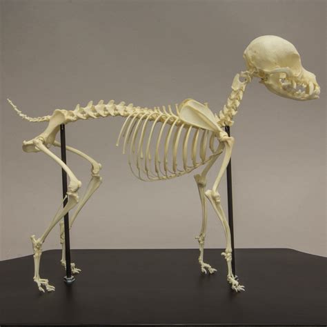 Resultado de imagen para chihuahua skeleton | Dog skeleton, Dog skull, Dog anatomy