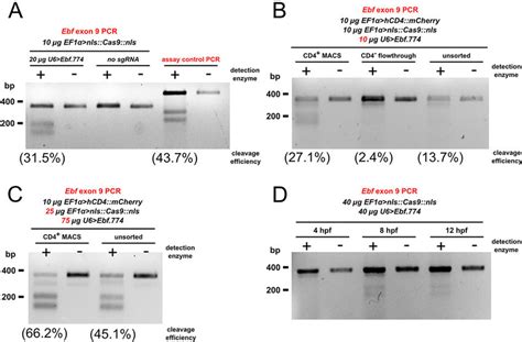 Genomic cleavage assays. (A) Cleavage assay of Ebf exon 9 amplicon from... | Download Scientific ...