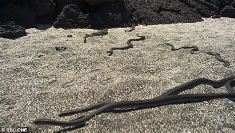 Intense Video Of Baby Iguana Being Chased By Den Of Snakes