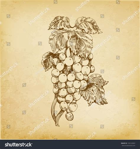 Grapes Vector Hand Drawing Stock Vector (Royalty Free) 190124903 ...