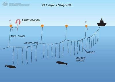 Longline fishing - Openwaterpedia