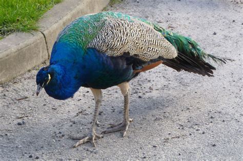 peacock on Pinterest | 97 Pins