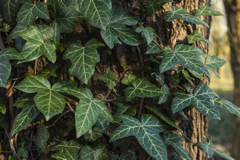 10 Types of Ivy Every Plant Lover Should Know