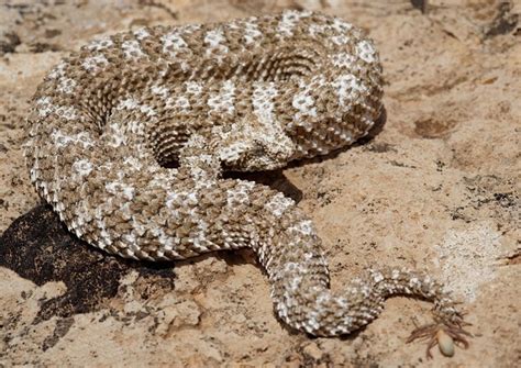 Spider-Tailed Horned Viper Facts and Pictures | Reptile Fact