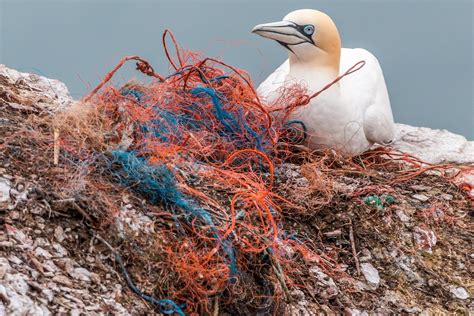 Removing marine plastic litter is costly for small island states