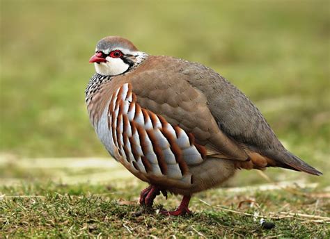 Animals and Birds Galaxy: Partridge (CHUKAR)