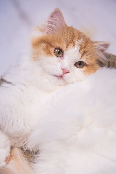 Ragamuffin Cat Breed: Size, Appearance & Personality