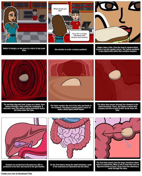 Digestion Narrative: How is Food Digested? Storyboard