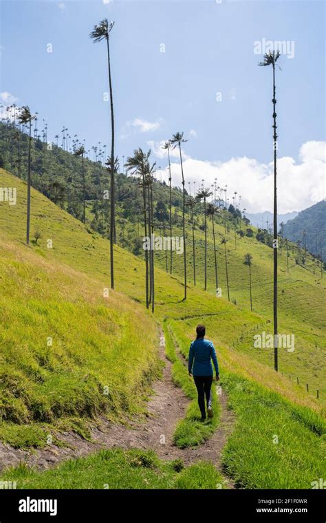 Cocora Valley, Salento, Quindío, Colombia Stock Photo - Alamy