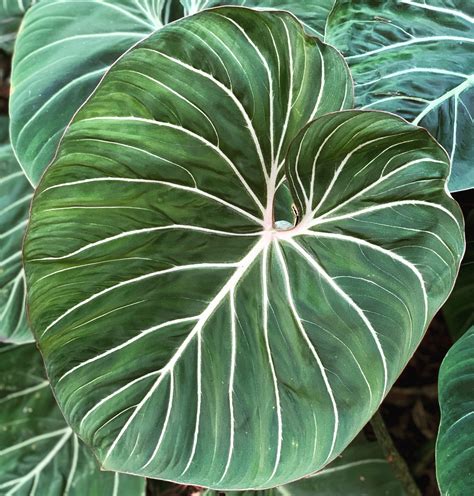 Philodendron gloriosum large round form - NSE Tropicals