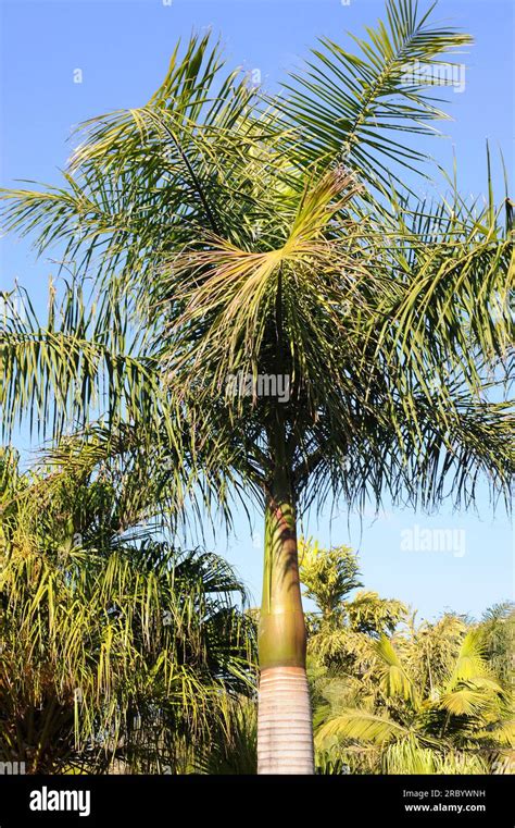 Royal palm or Cuban royal palm (Roystonea regia) is a medicinal palm native to Caribbean, Mexico ...