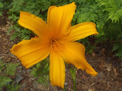 Jersey Lily Plant / Amaryllis belladonna : Outside of their native ...