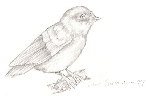 Bird drawing by Eleihna on DeviantArt