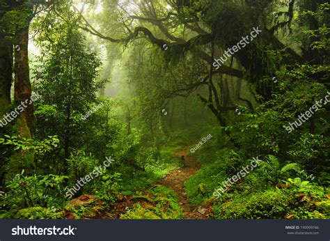 Subtropical Forest Nepal Stock Photo 140999746 - Shutterstock