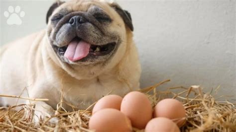 Can dogs eat raw eggs? How many raw and boiled eggs can a dog eat