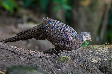 Grey Peacock Pheasant Stock Photos, Pictures & Royalty-Free Images - iStock