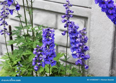 Blue Flowers Garden Stock Images - Download 273,947 Royalty Free Photos