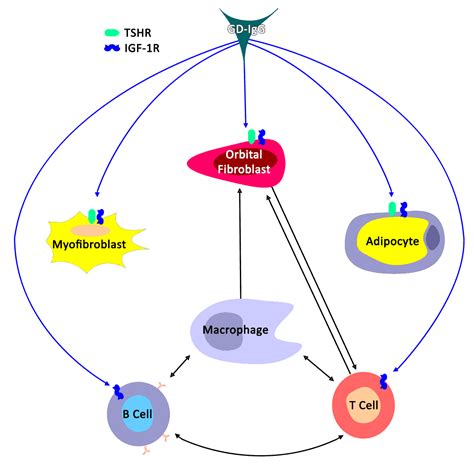 Thyroid Eye Disease- EyeRounds