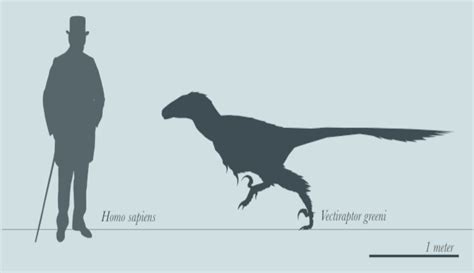 Velociraptor relative that ambushed dinosaurs is a new species ...