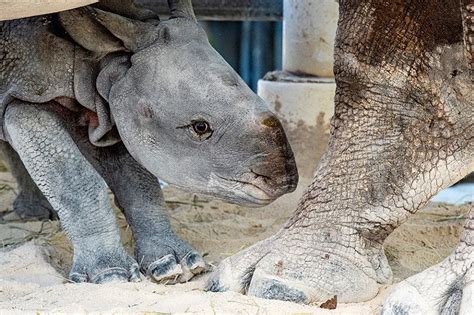 Baby Rhino Born At Zoo Miami: Photos | Miami, FL Patch