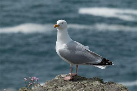 Nature Canada – Bird Tweet of the Week: Herring Gull