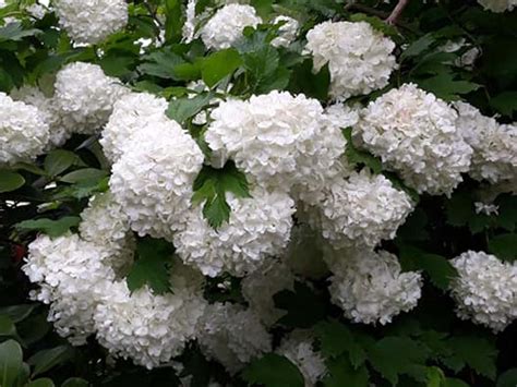 Annabelle Hydrangea Care Guide – World of Garden Plants