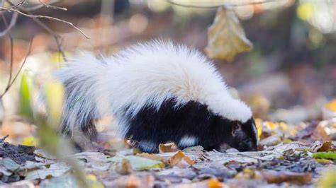 15 Types Of Skunks