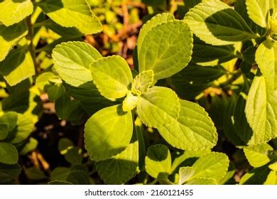 Boldo Green Plant Called Boldo Da Stock Photo 2160121455 | Shutterstock