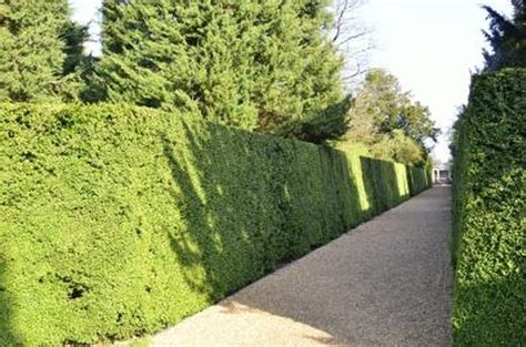 Different Types of Hedges (with Pictures) | eHow