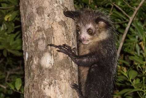 Aye aye National Geographic unique & weird animal fun facts - Funny Animals