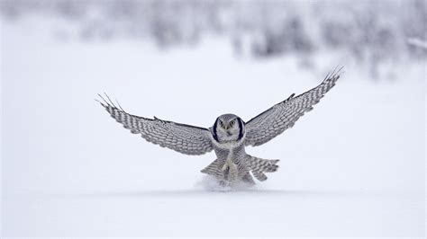 Download Animal Snowy Owl HD Wallpaper