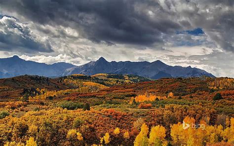 HD wallpaper: Fall forest landscape-Bing theme wallpaper, brown trees, autumn | Wallpaper Flare