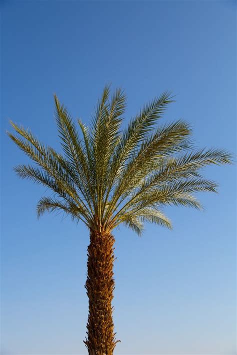 Palm Trees in Eilat, Sunny Israel Stock Image - Image of field, middle ...