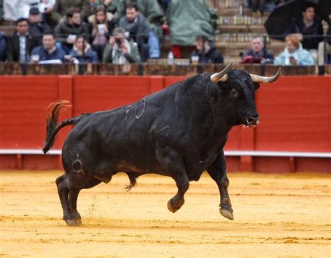 “El toro es un atleta y merece una alimentación especial toda su vida” | Blog El toro, por los ...