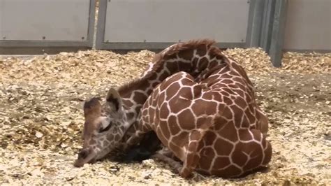 Baby Giraffe Sleeping - YouTube