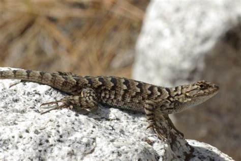 Western Fence Lizard | Coniferous Forest