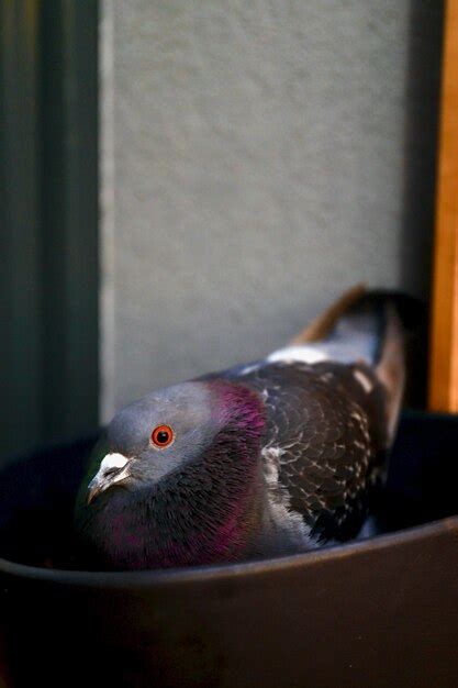 Premium Photo | Breeding pigeon