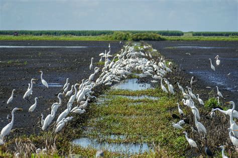 Fall Migration – My Favorite Time of Year to Bird in South Florida ...