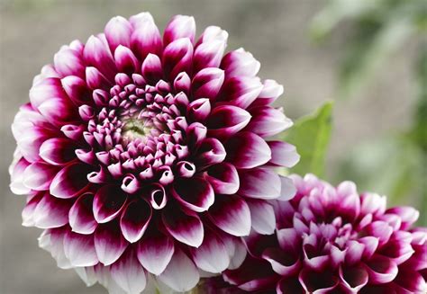 Dahlia Varieties - Learn About Different Types Of Dahlia Flowers | Gardening Know How