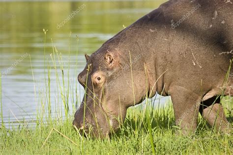 Wild african hippo eating grass at Kruger national park, South African — Stock Photo © SundariJi ...