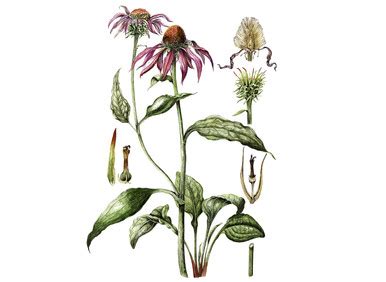 Echinacea angustifolia Seeds