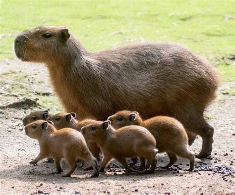 Five baby capybaras with Momma Capybara | Cute animals, Baby capybara, Animals