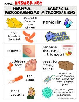 Microorganisms {Sort - Harmful and Beneficial Microbes} - Digital Included | Middle school ...