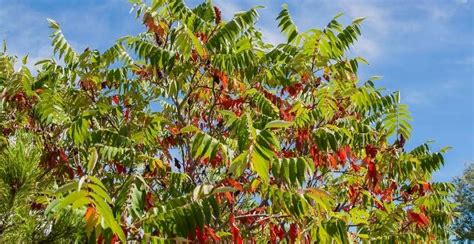 How To Identify A Tree With Red Berries - Gardeners' Magazine