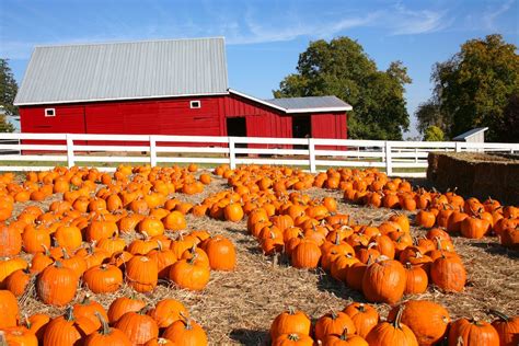 Pumpkin Patches Perfect for Family Fun This Fall - Kerley Family Homes