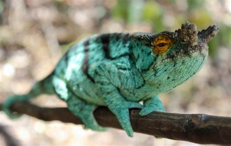 The Chameleons of Madagascar - RESPONSIBLE HERPETOCULTURE FOUNDATION