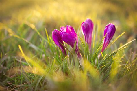 Purple crocus flowers, plants, flowers, crocus, nature HD wallpaper | Wallpaper Flare