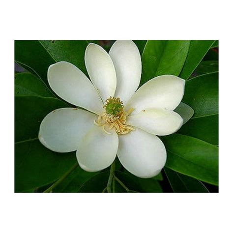 1 Plant Sweetbay Magnolia Tree Hardy Established Roots in 1 Gallon Pot ...