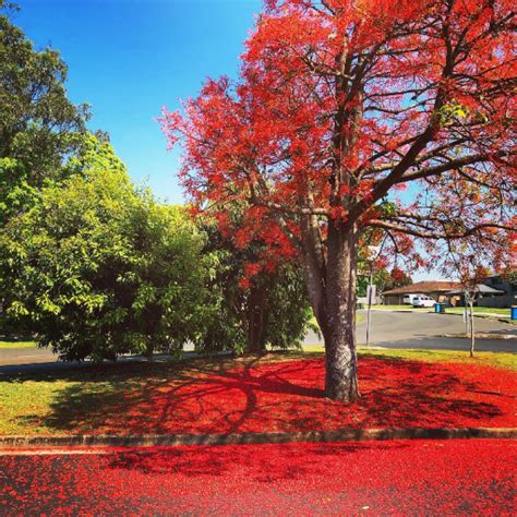 Care Tips For Illawarra Flame Tree (Brachychiton Acerifolius)