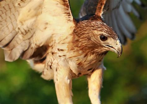 Red Tailed Hawk Hunting Photograph by Dan Sproul